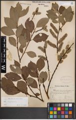 Foto von Salix caprea L.